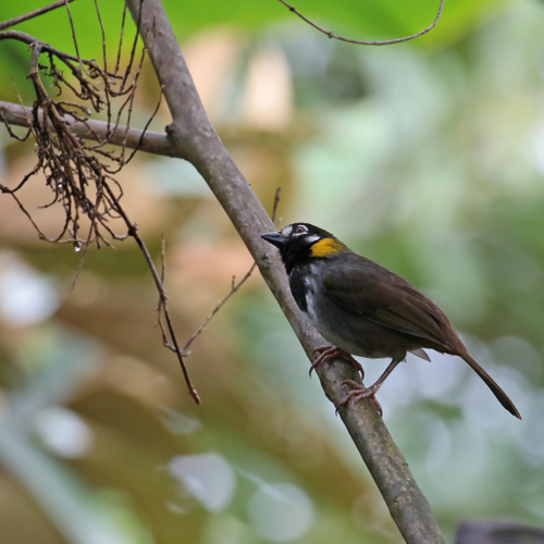 White-eared Ground-Sparrow